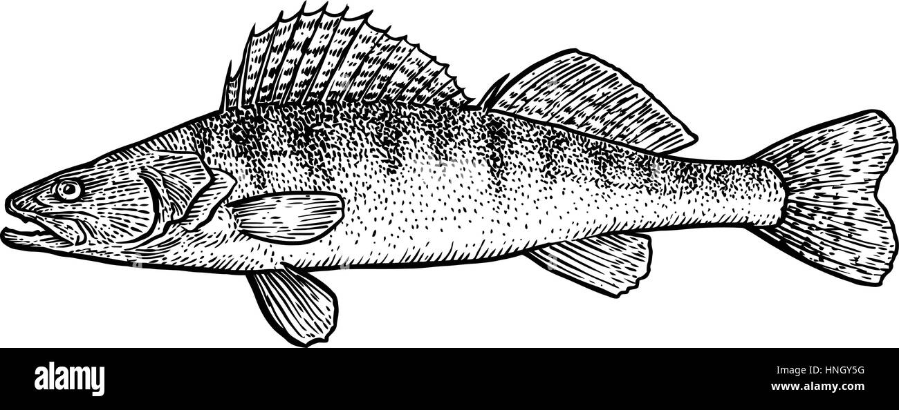 Zander, pike pearch fish illustration, drawing, engraving, line