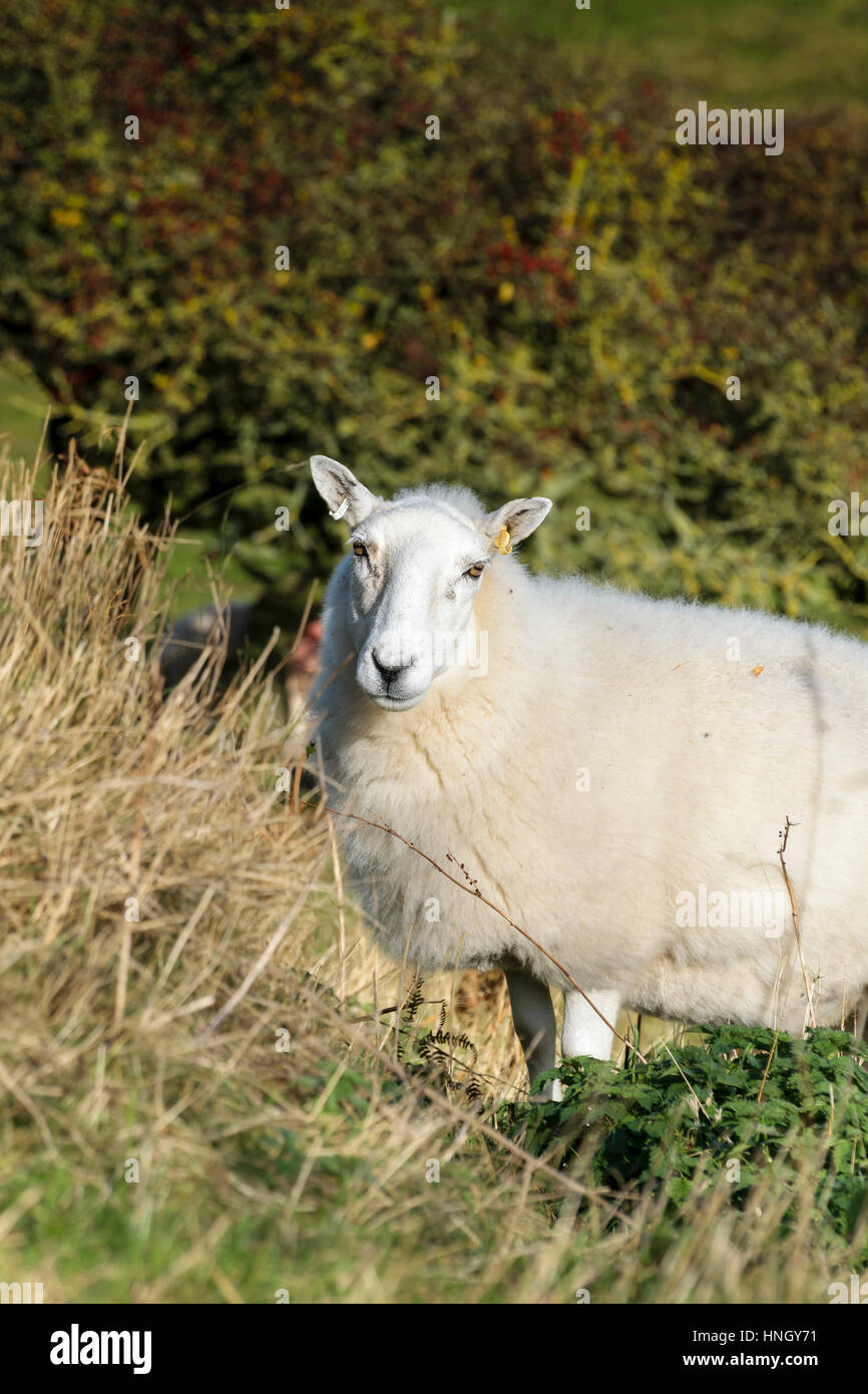 Texel sheep Stock Photo