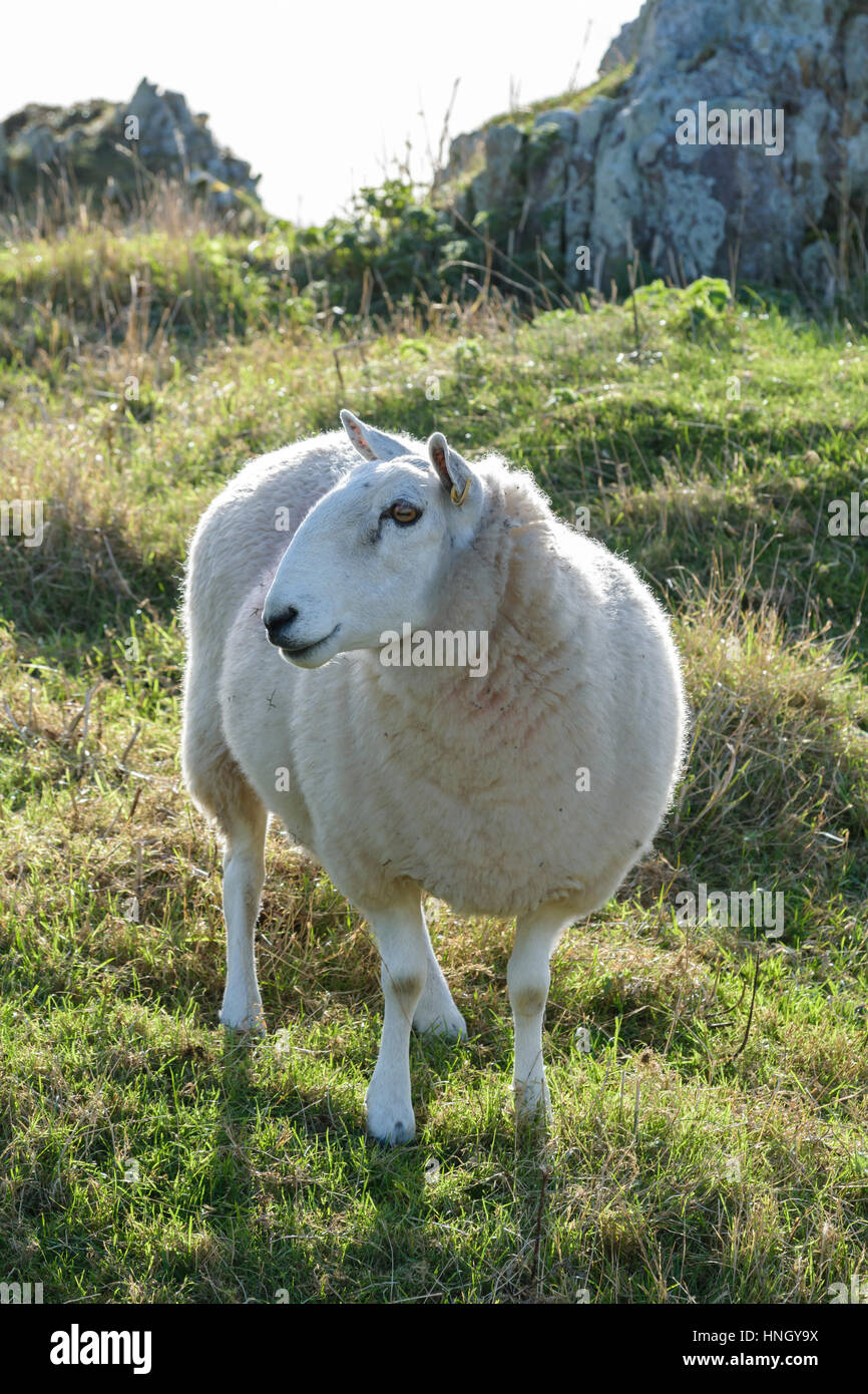 Texel sheep Stock Photo