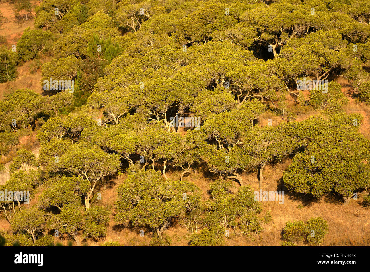 Tapia tree forest (Uapaca bojeri), silkworm (Bombyx mori) farming, Tsaramadoandro village, Bongolava region, Madagascar Stock Photo