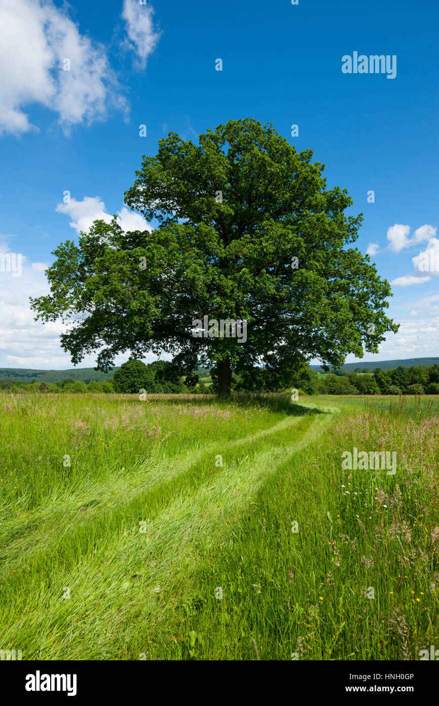 English oak (Quercus robur), solitary tree, Bavaria, Germany Stock Photo