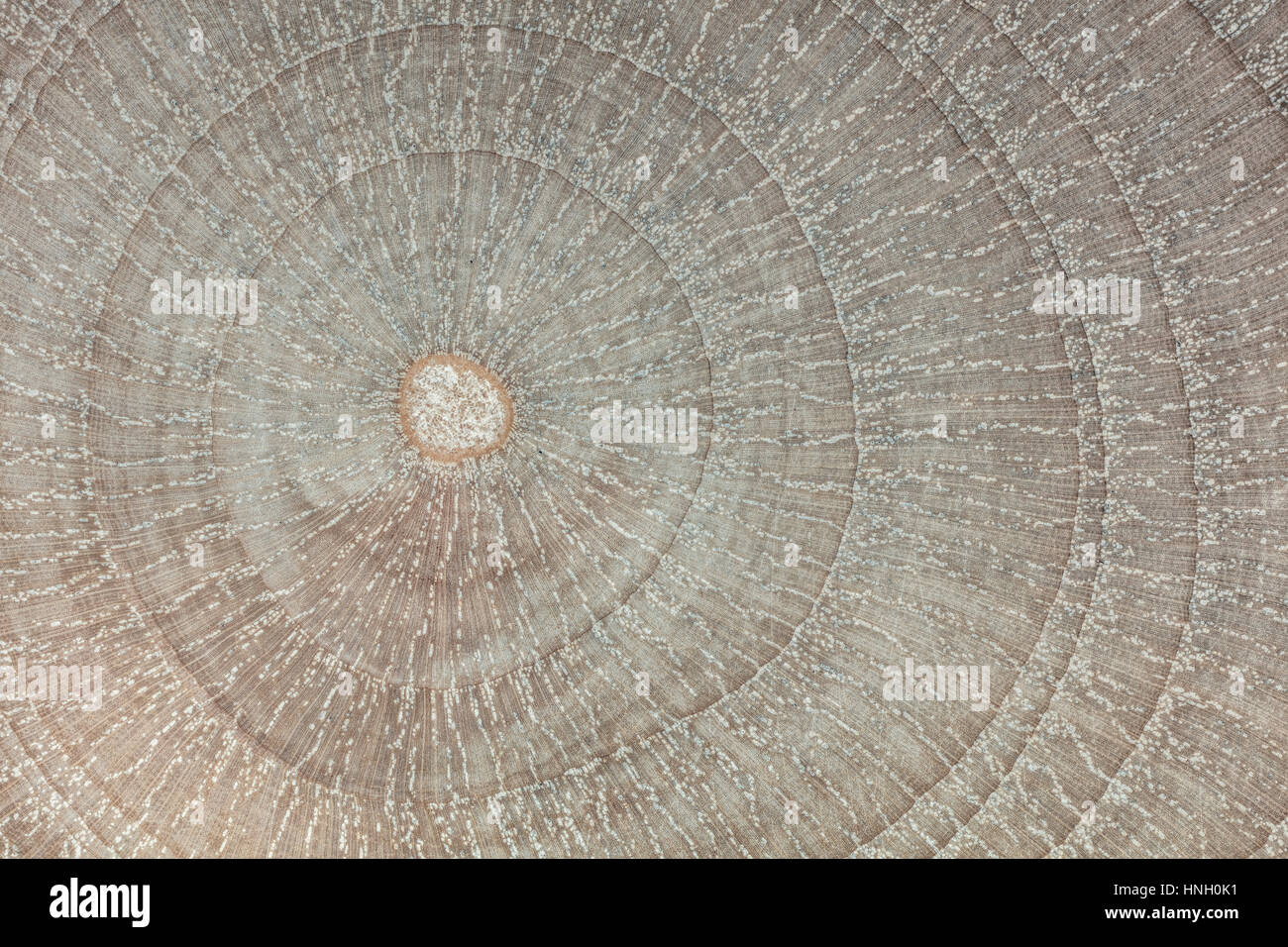 Photomicrograph, polished wooden surface, hackberry (Celtis australis), cross-section Stock Photo