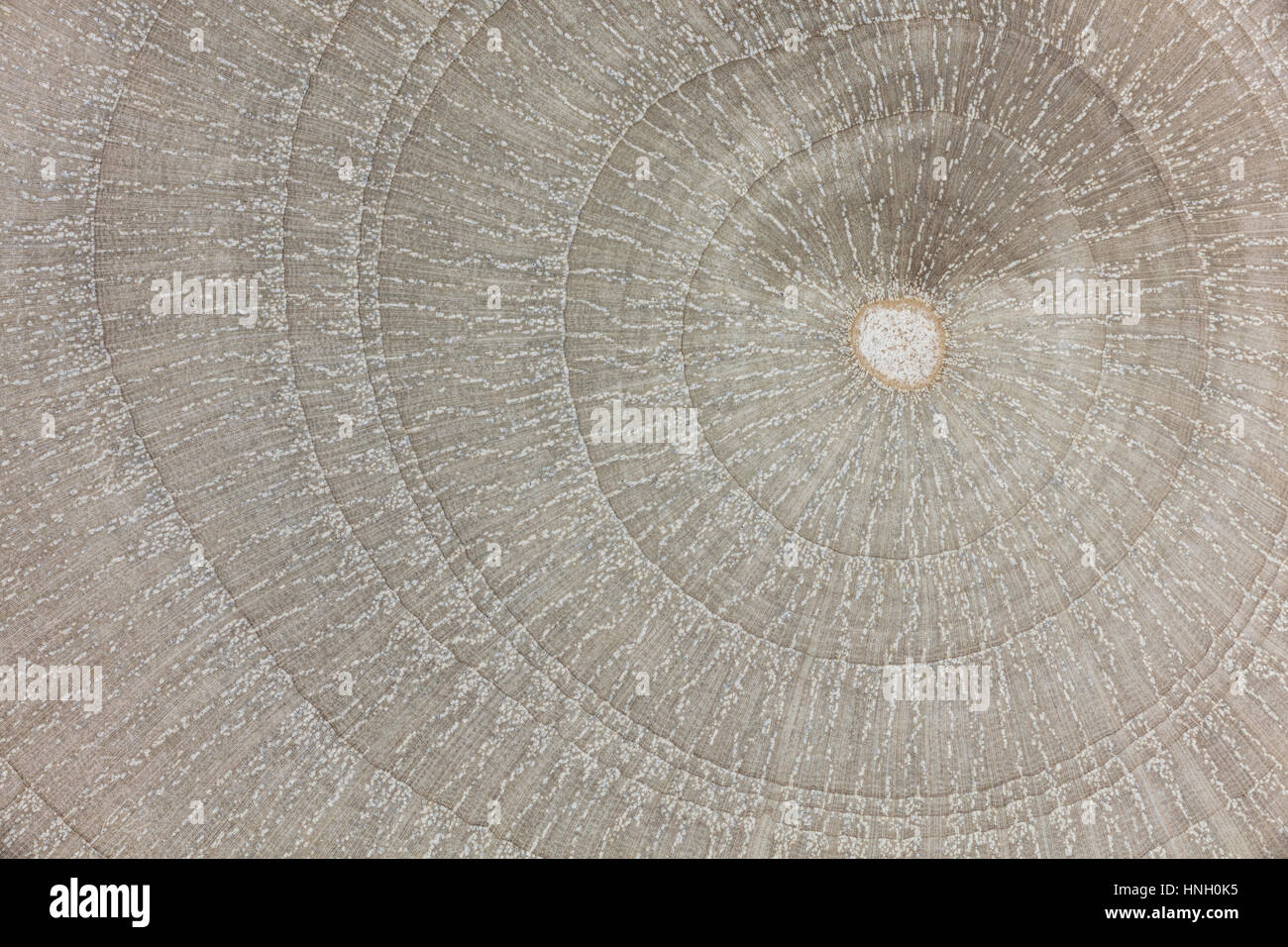 Photomicrograph, polished wooden surface, hackberry (Celtis australis), cross-section Stock Photo