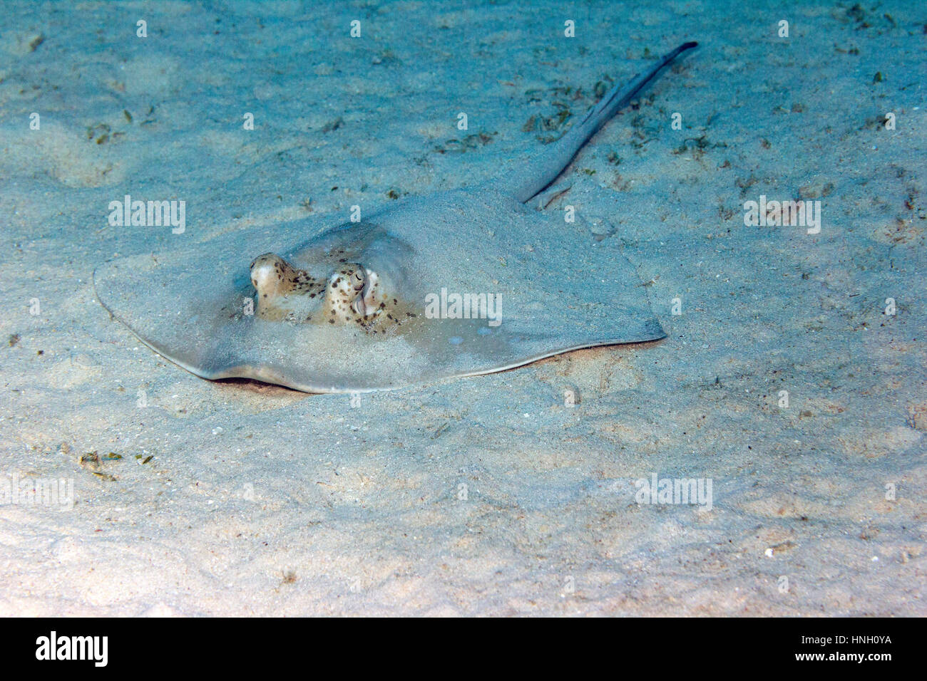 Blue spotted stingray (Neotrygon kuhlii), Great Barrier Reef, Queensland, Australia Stock Photo
