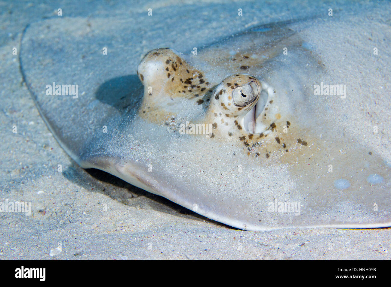 Blue spotted stingray (Neotrygon kuhlii), Great Barrier Reef ...