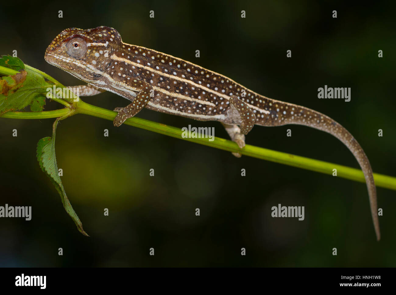 Jeweled Chameleon (Furcifer campani) near Ambositra, Southern Highlands, Madagascar Stock Photo