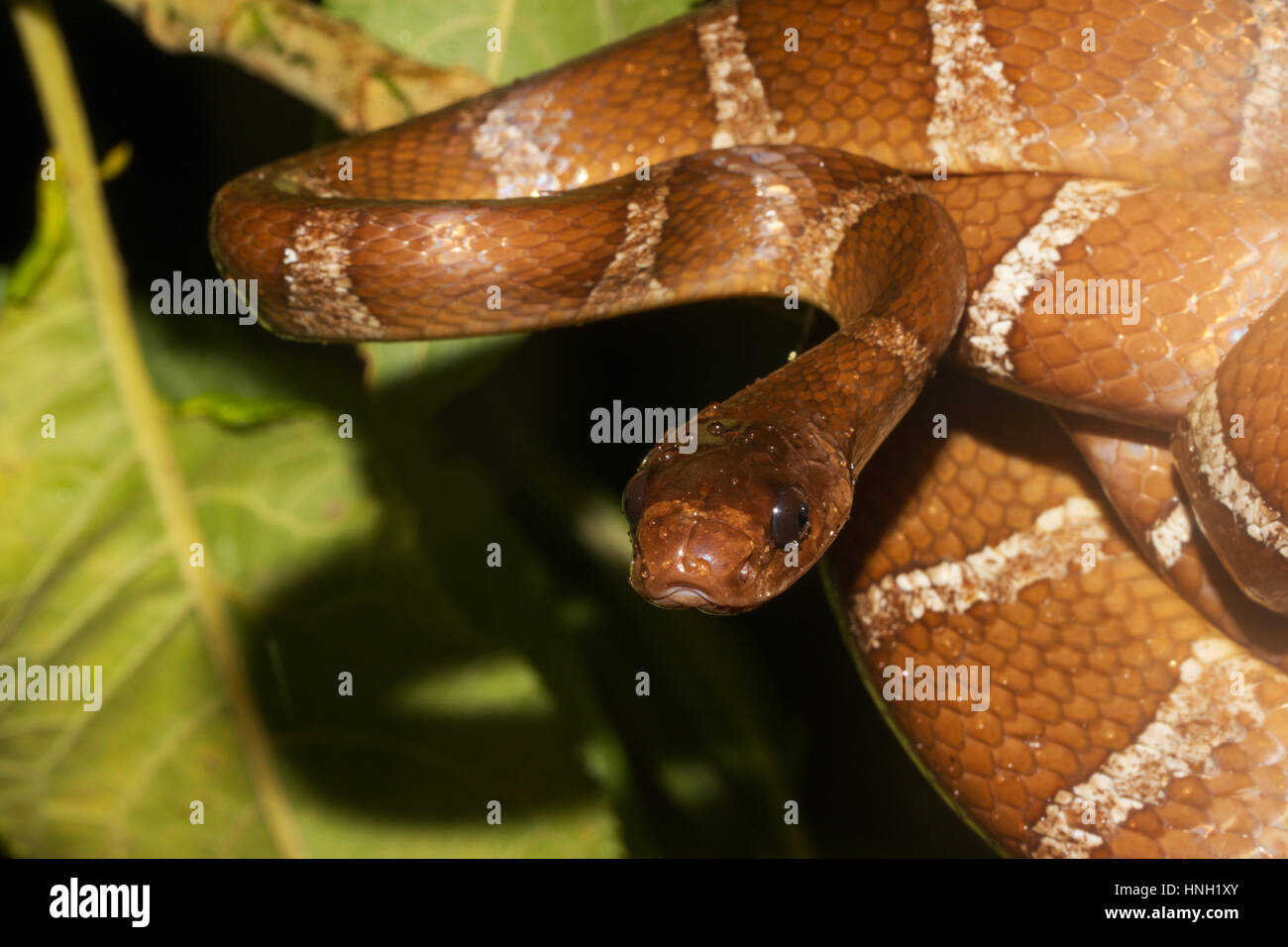 Snake (Parastenophis betsileanus) in the rainforest, adult, Ranomafana National Park, Central Highlands, Madagascar Stock Photo
