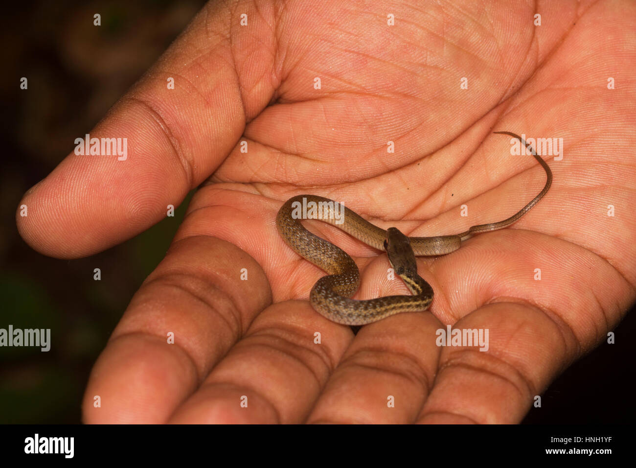 Yellowstriped water snake (Thamnosophis stumpffi), juvenile on hand