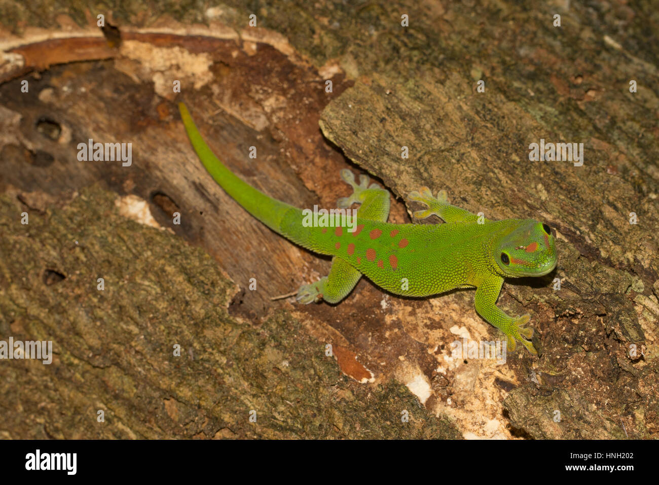 Madagascar giant day gecko (Phelsuma grandis), Nosy Komba, Northwest Coast, Madagascar Stock Photo