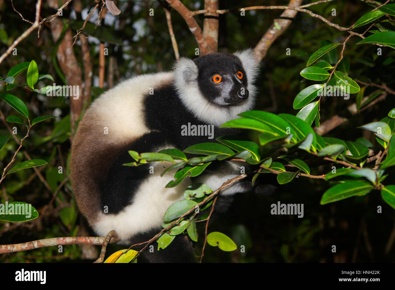 Black-and-white ruffed lemur (Varecia variegata) on tree, juvenile, Northeast Madagascar, Madagascar Stock Photo