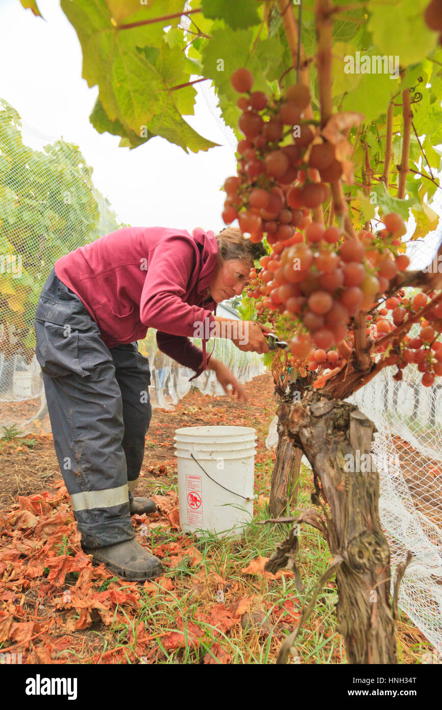 Grape picker on San Juan Vineyard, Friday Harbor, Washington State USA Stock Photo