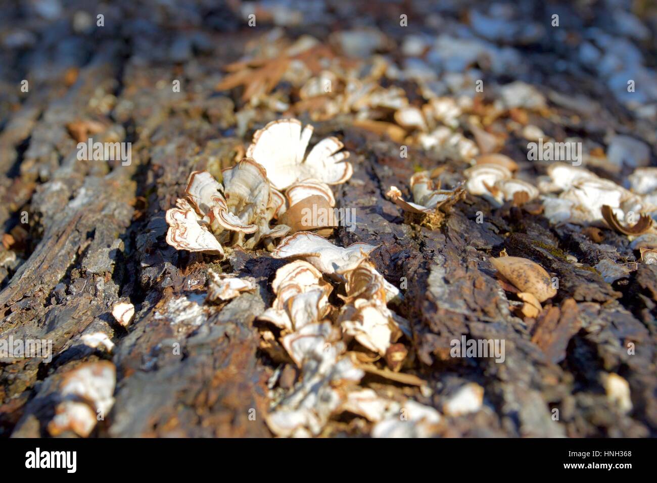 White fungus growing on tree bark Stock Photo Alamy