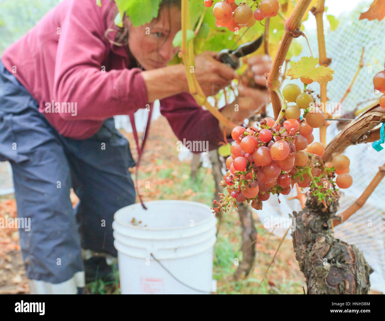 Ruth Finney  picking grapes on the San Juan Vineyard, Washington State USA Stock Photo