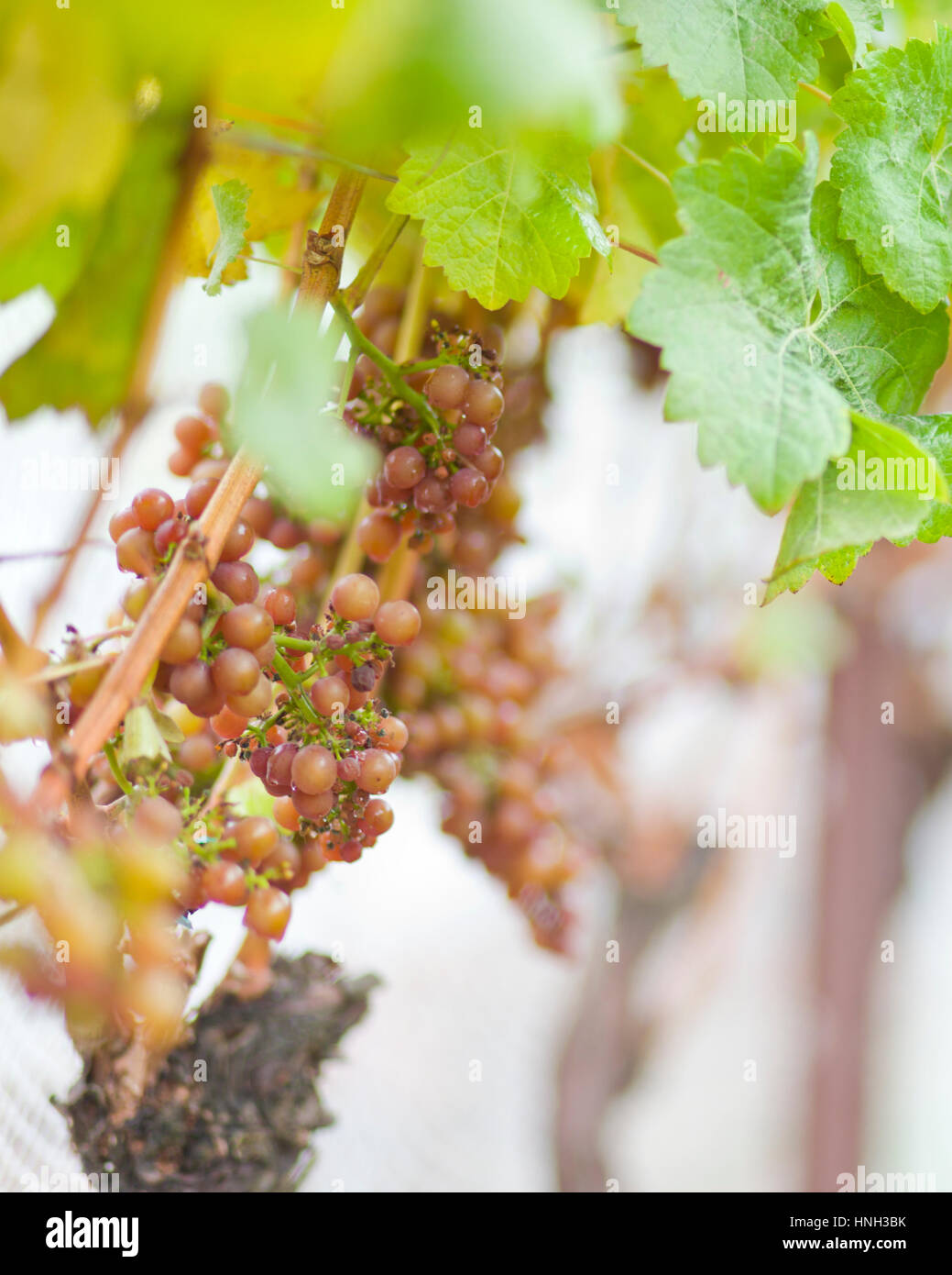 Close up of grapes growing on the San Juan Vineyard, Washington, USA Stock Photo