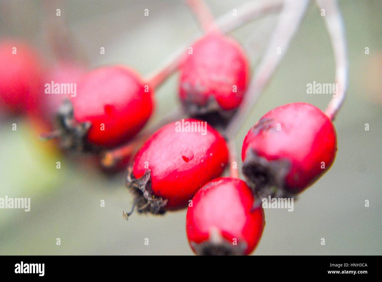 catkins on hedges Stock Photo Alamy