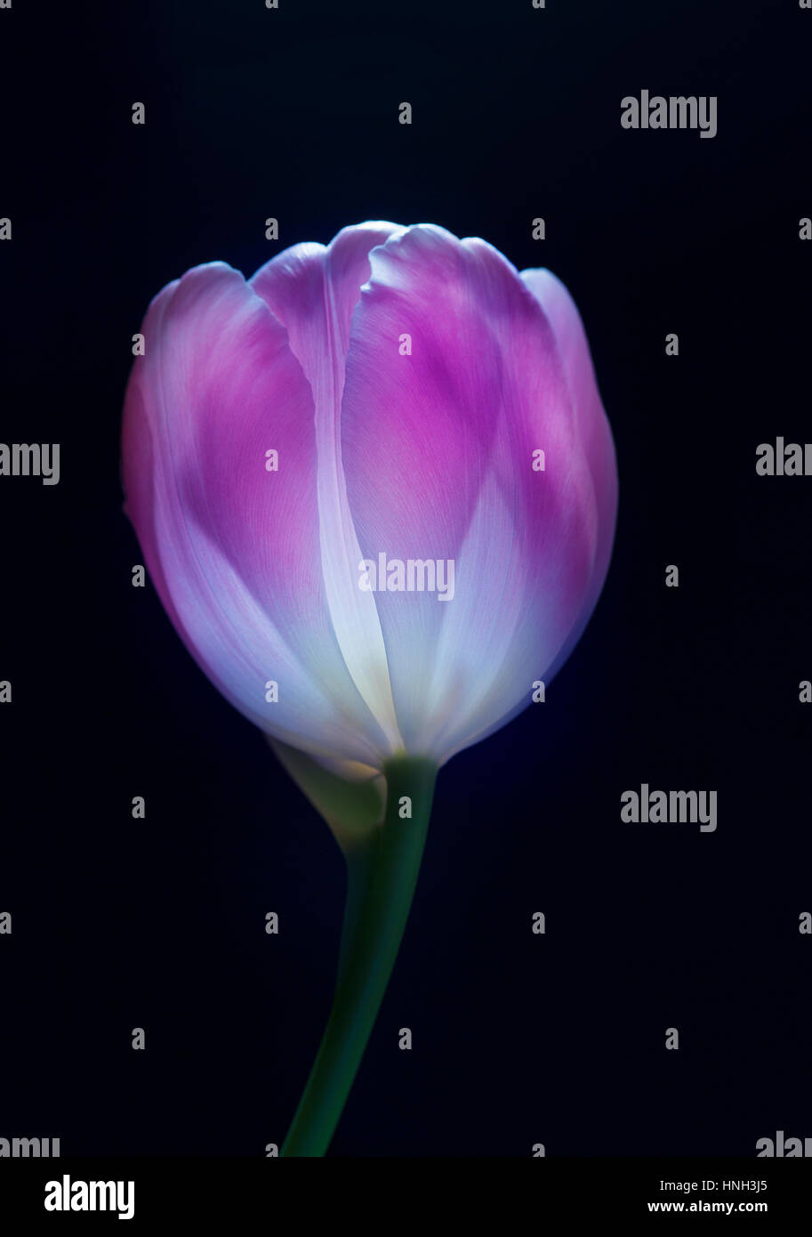 Tulip in color. Stock Photo