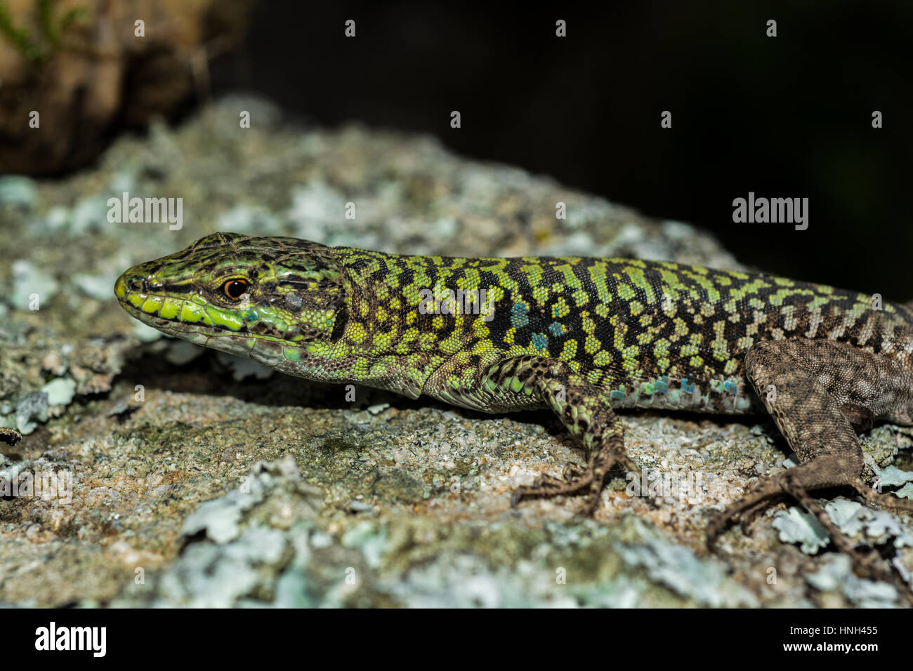 Italian wall lizard, ruin lizard, Podarcis siculus Stock Photo