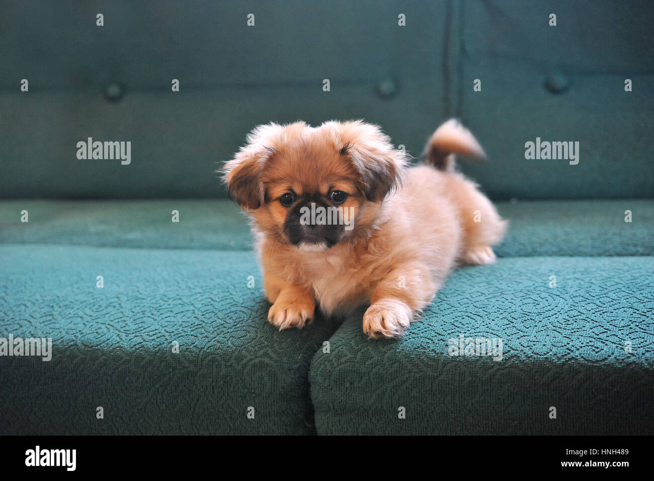 Pekingese. Dog fashion. Beautiful small dogs dressed and posing