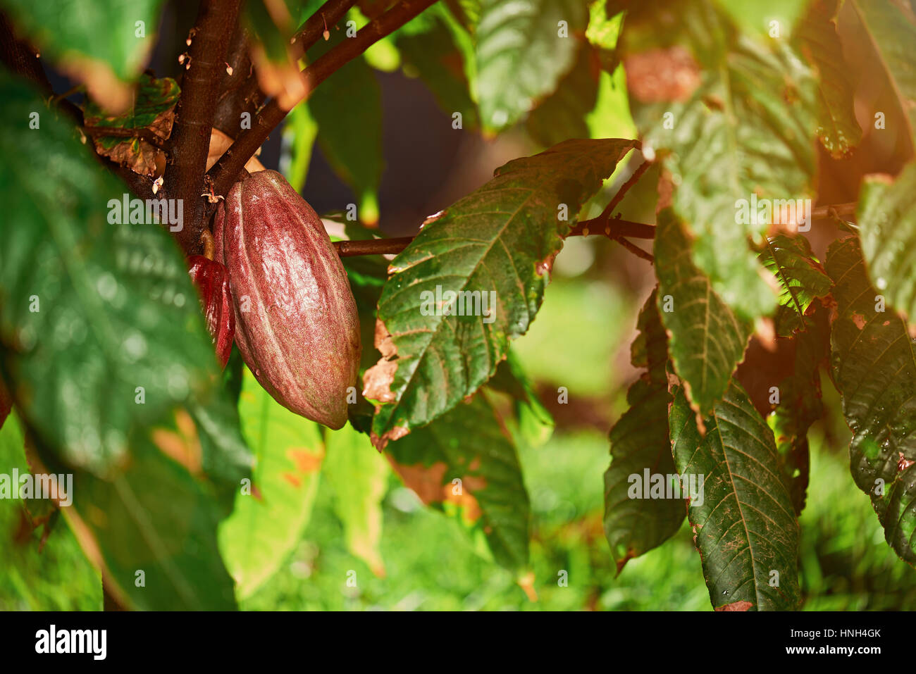 Cocoa plantation brazil hires stock photography and images Alamy