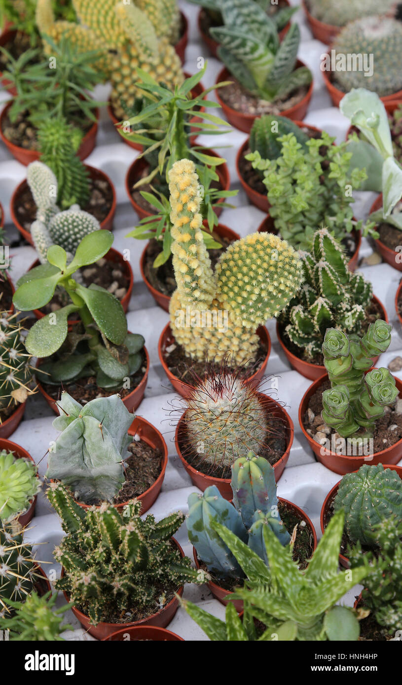 series of many cactus plants for sale in the greenhouse Stock Photo Alamy
