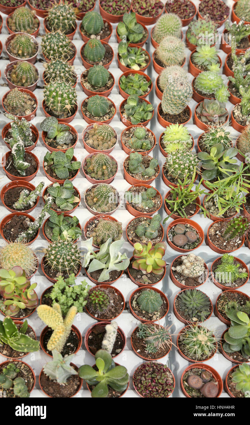 series of many cactus plants for sale in the greenhouse Stock Photo Alamy