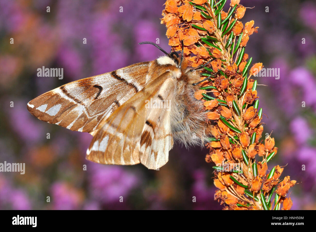 Kentish Glory (Endromis versicolora) female Stock Photo