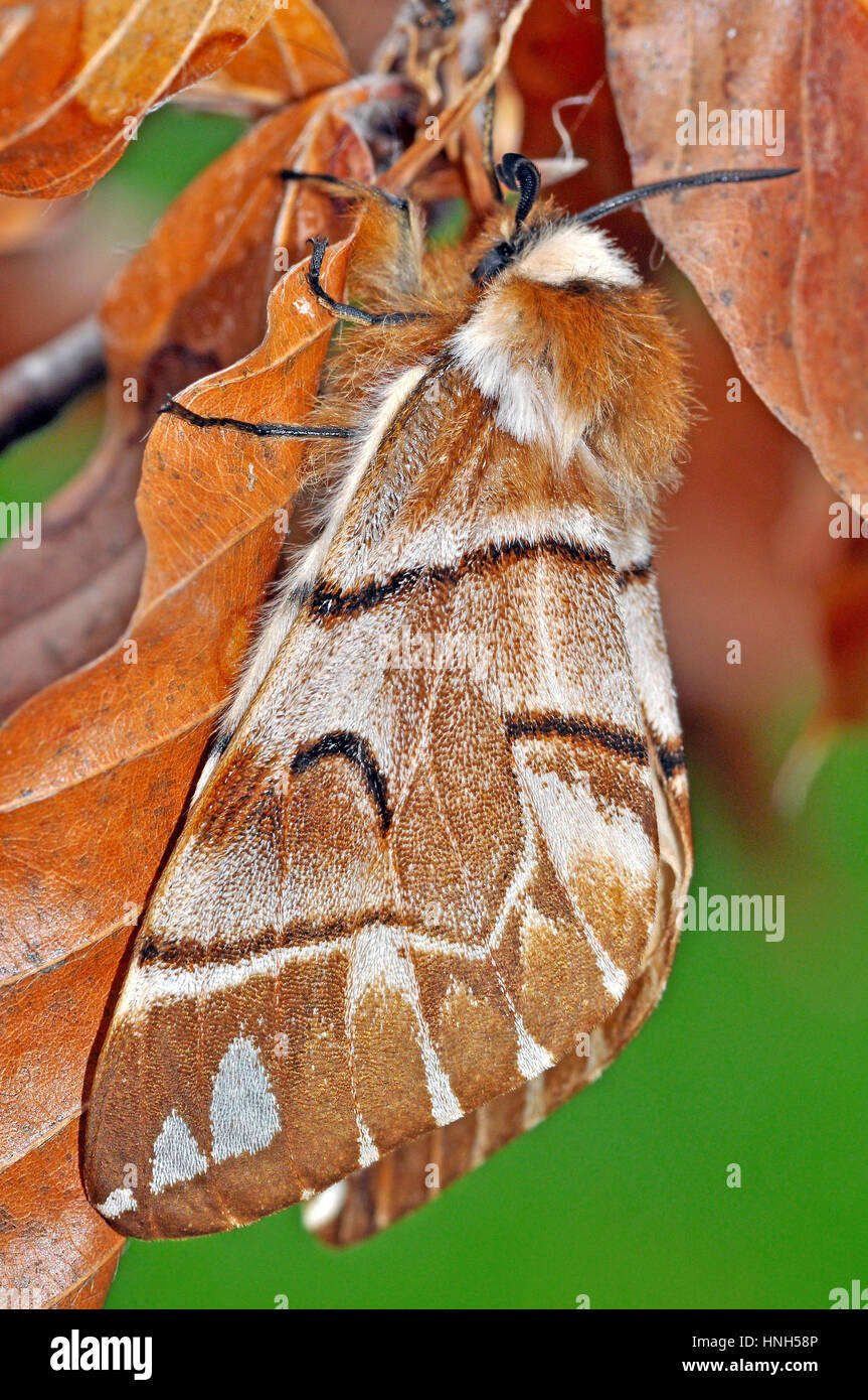 Kentish Glory (Endromis versicolora) female Stock Photo