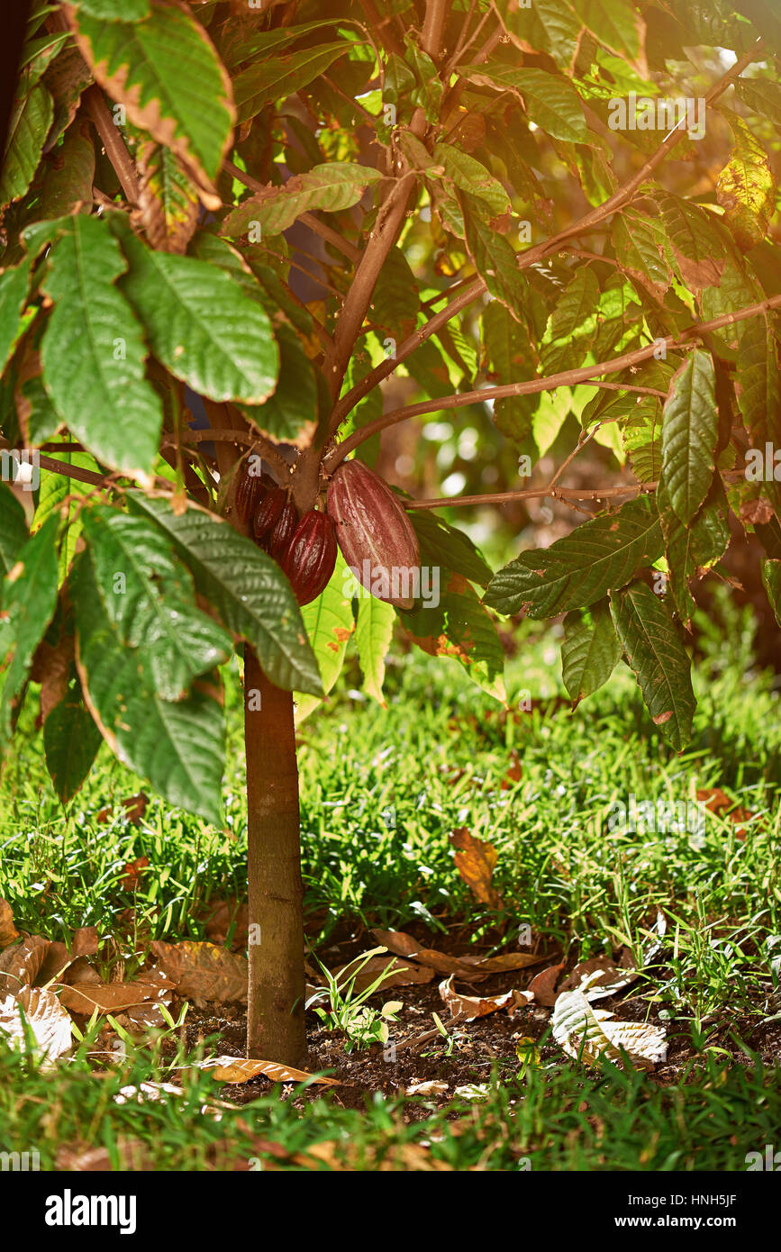 Cacao pods on tree in latin america plantation Stock Photo