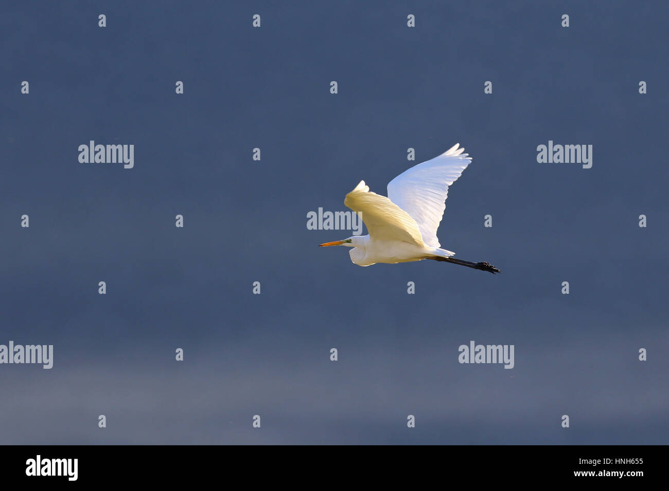 White great egret, egretta alba, in flight against gray sky and fog Stock Photo