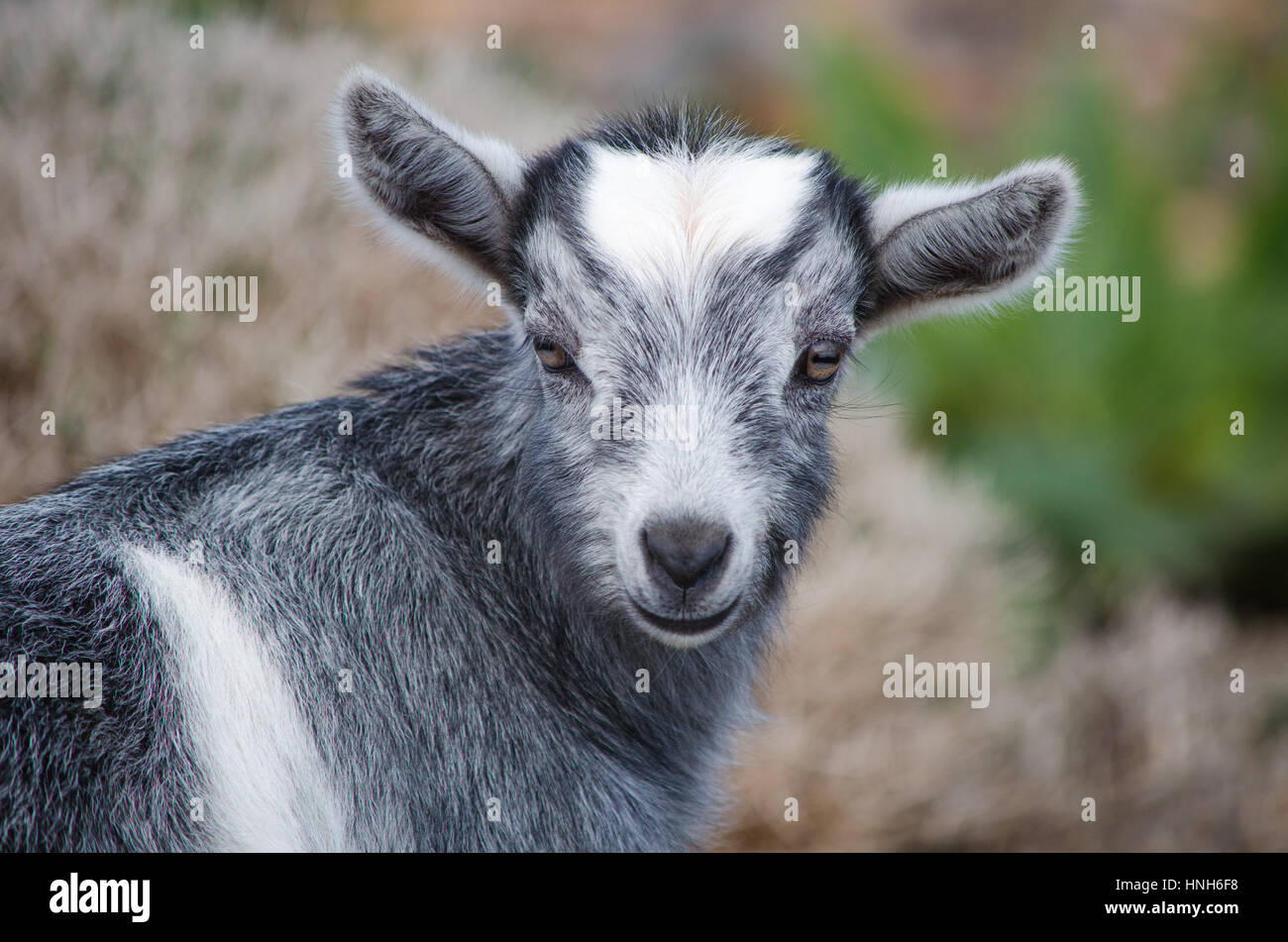 Baby Cretan goat, Crete, Greece Stock Photo - Alamy