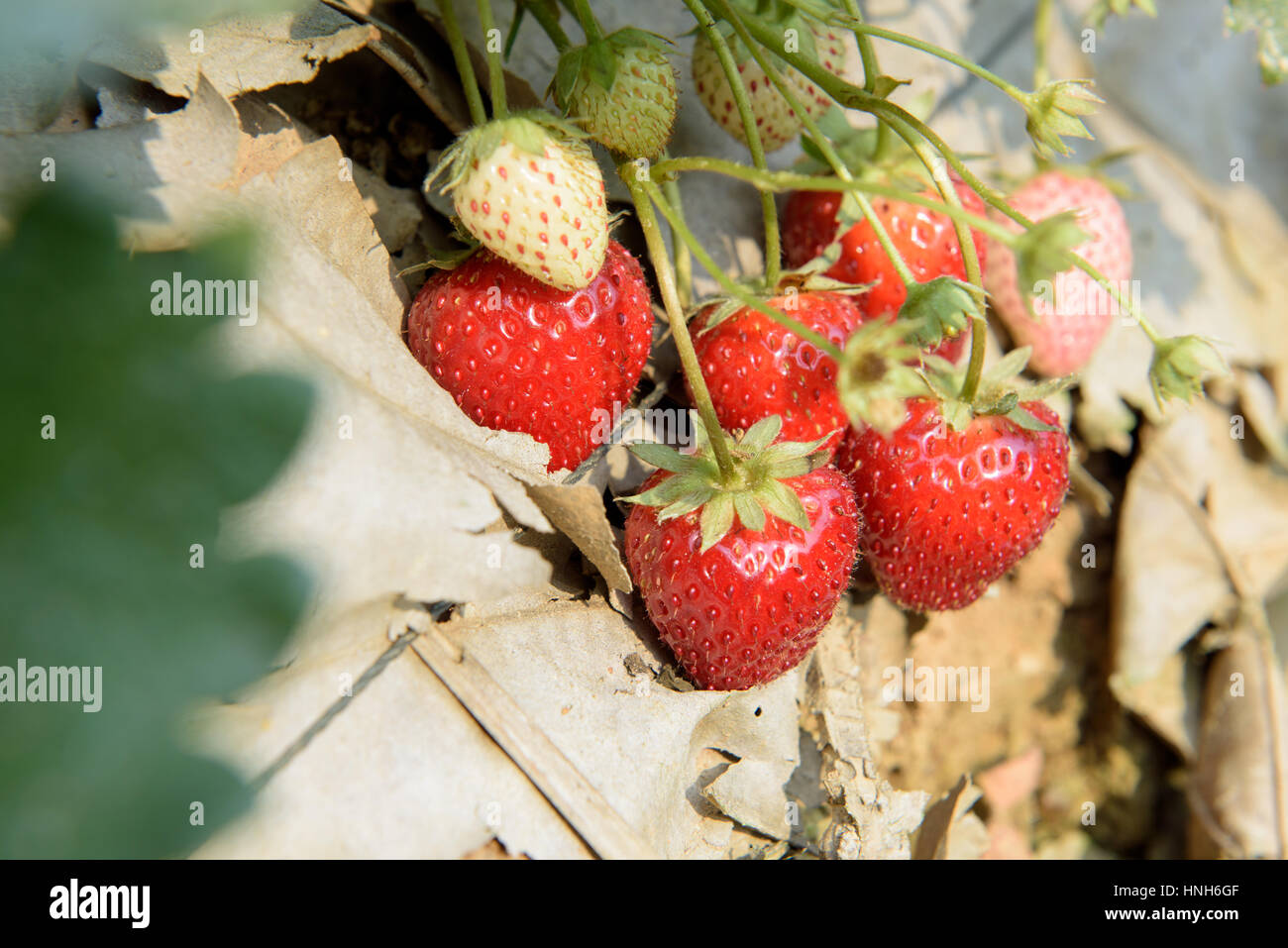 ripe strawberry bush in the farm Stock Photo - Alamy