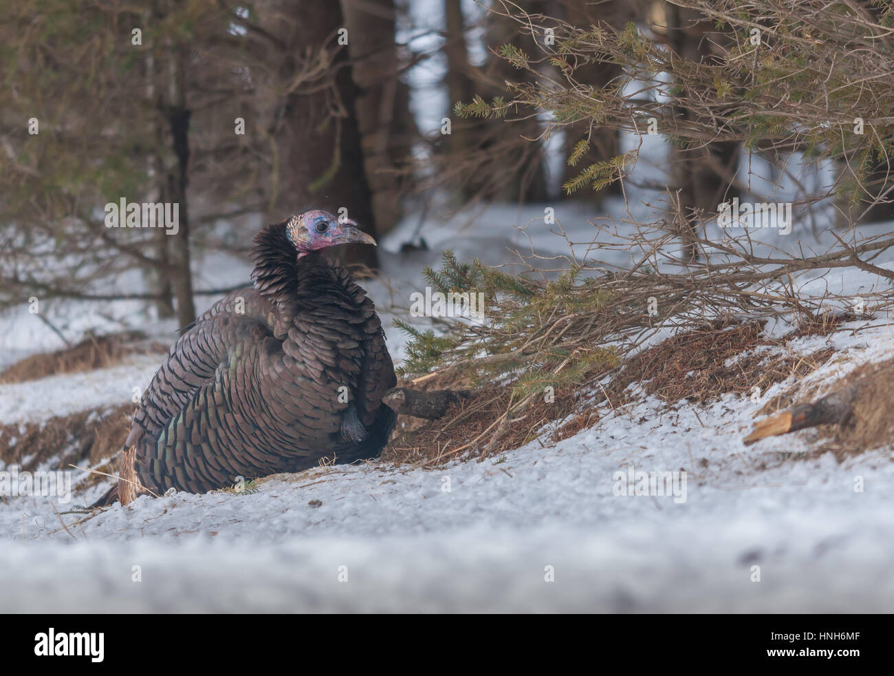 Wild turkey in the winter forest Stock Photo