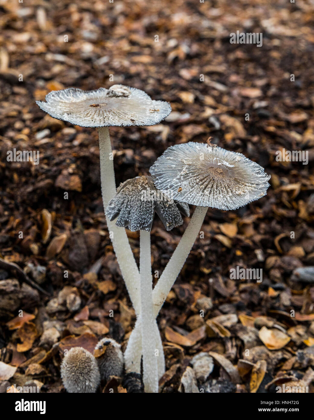 A Hares Foot mushroom (Coprinus Lagopus) a delicate variety that may only  last a few hours Stock Photo - Alamy