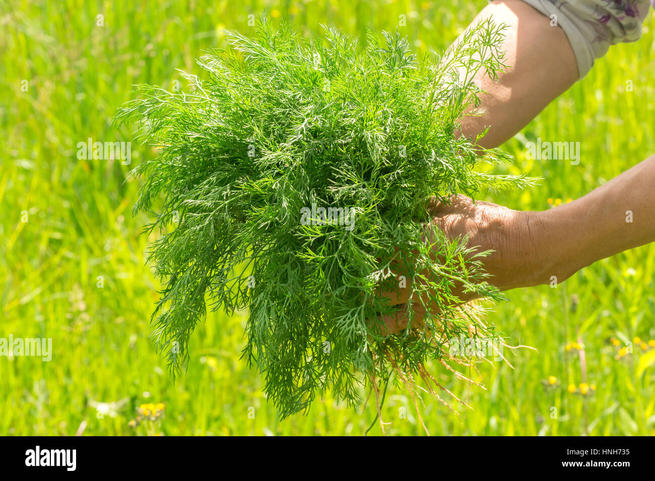 Dill in hand. Hands gardener. Work-worn hands. Farmers hands with freshly dill. Freshly picked vegetables. Unwashed dill. Stock Photo