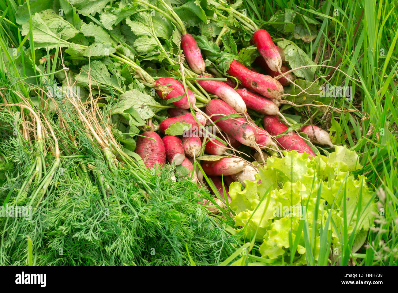 Freshly picked vegetables. The harvest in the grass. Radishes, lettuce, dill in the garden. Natural unwashed vegetables. Ingredients for a spring sala Stock Photo