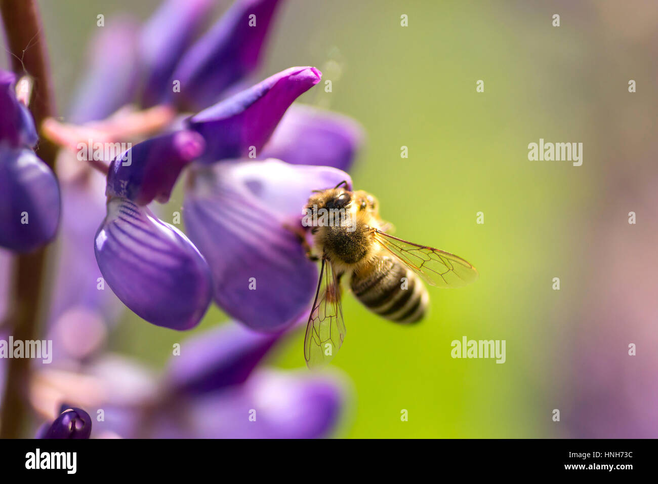 A bee pollinates violet lupine. Macro bee Stock Photo