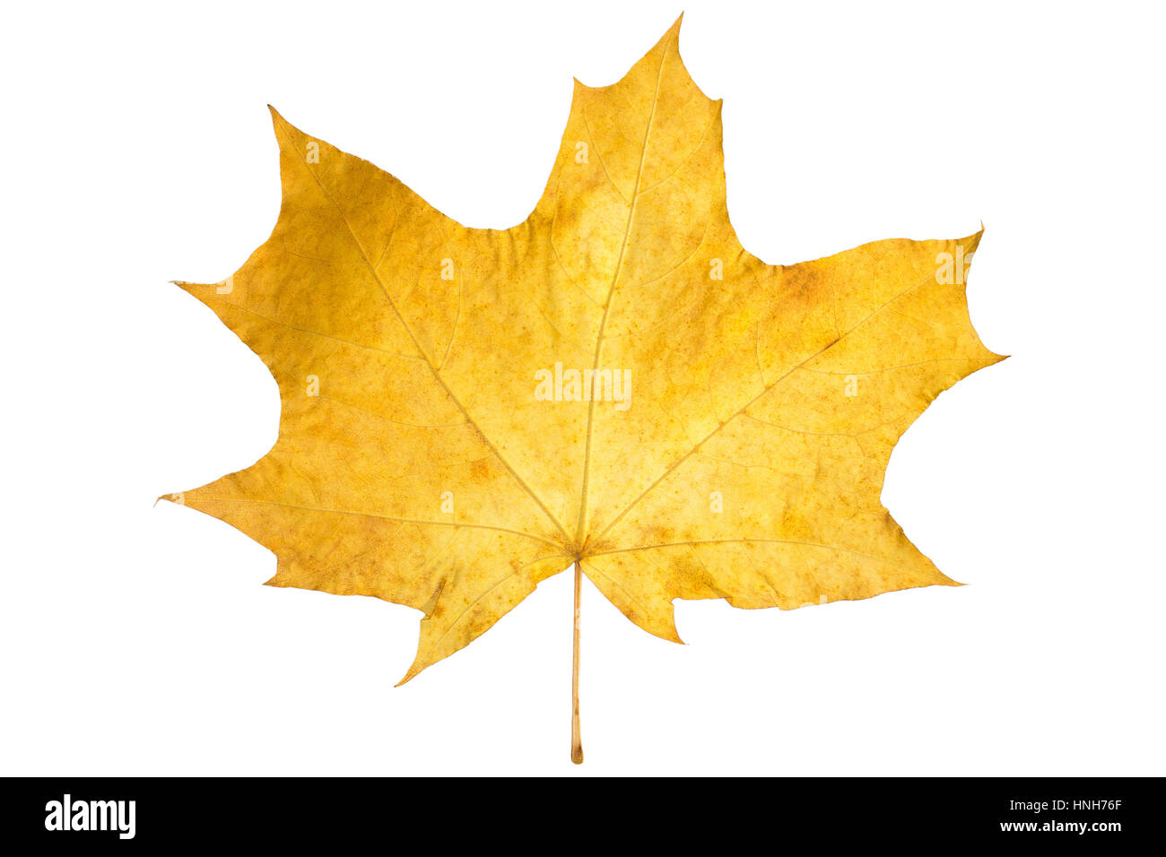 Orange maple leaf isolated on white. Autumn dry leaf Stock Photo - Alamy