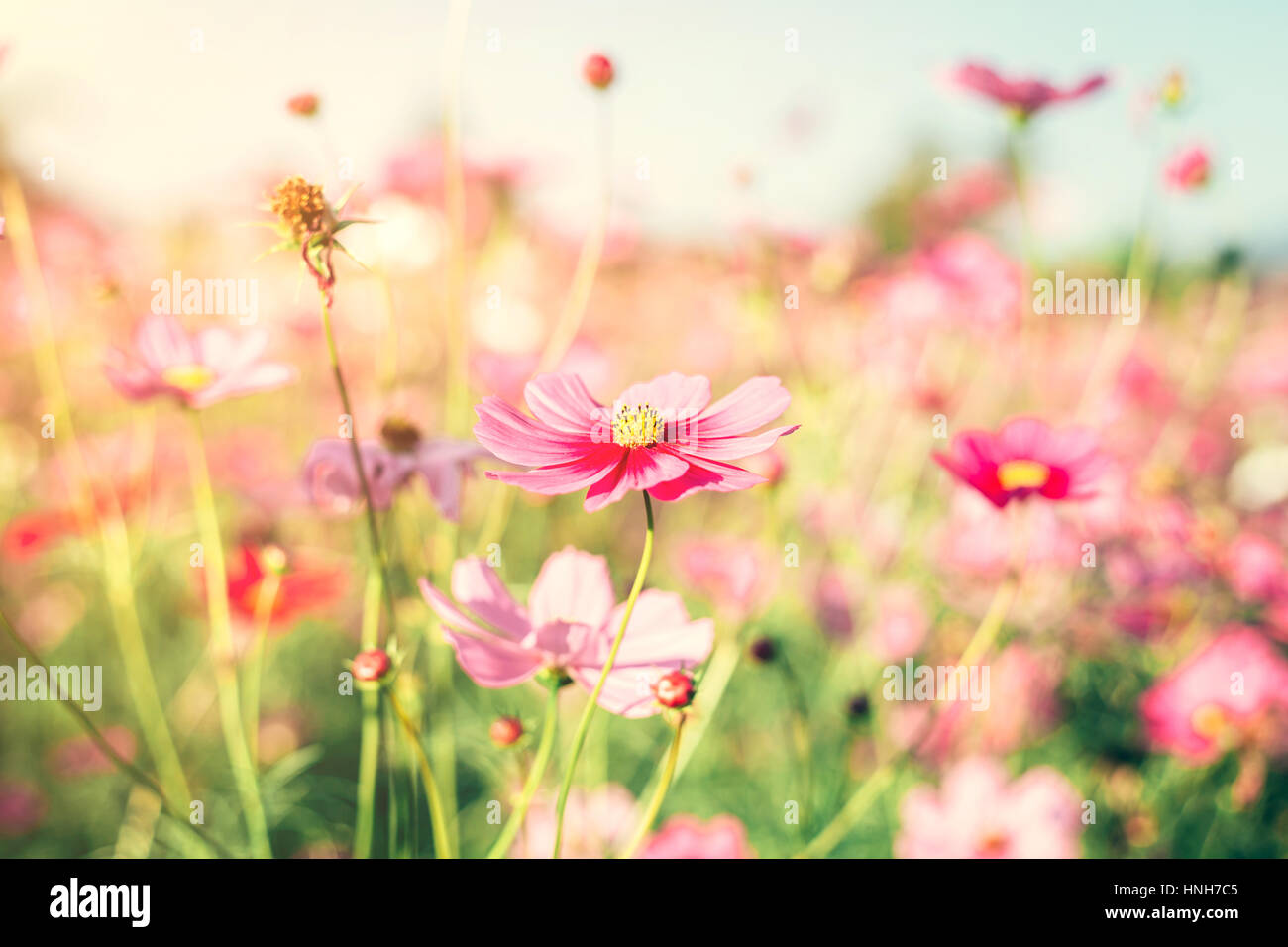 Vintage soft pink flowers wallpaper hi-res stock photography and images ...