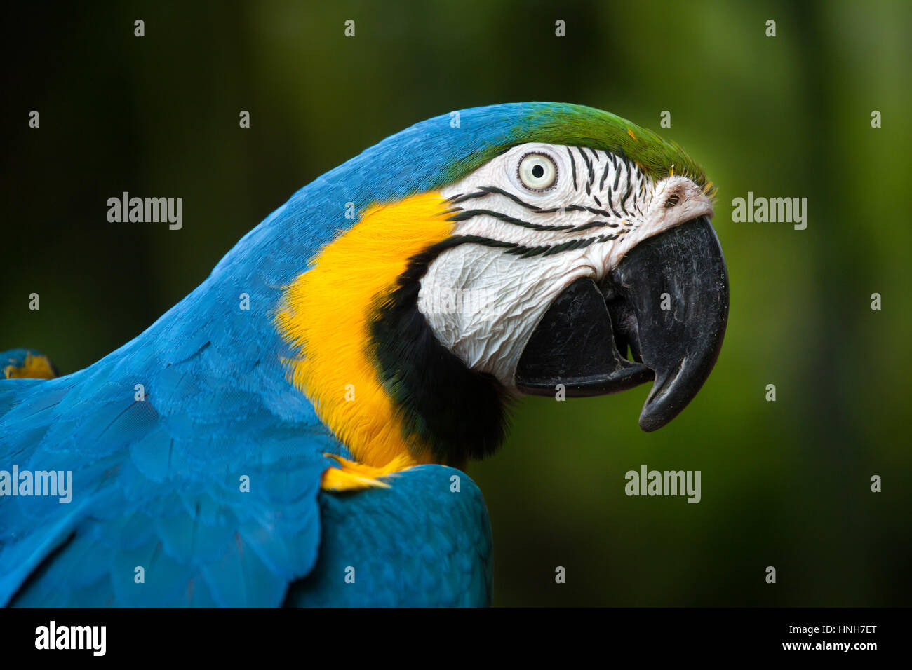 Blue-and-yellow macaw (Ara ararauna), also known as the blue-and-gold macaw. Stock Photo