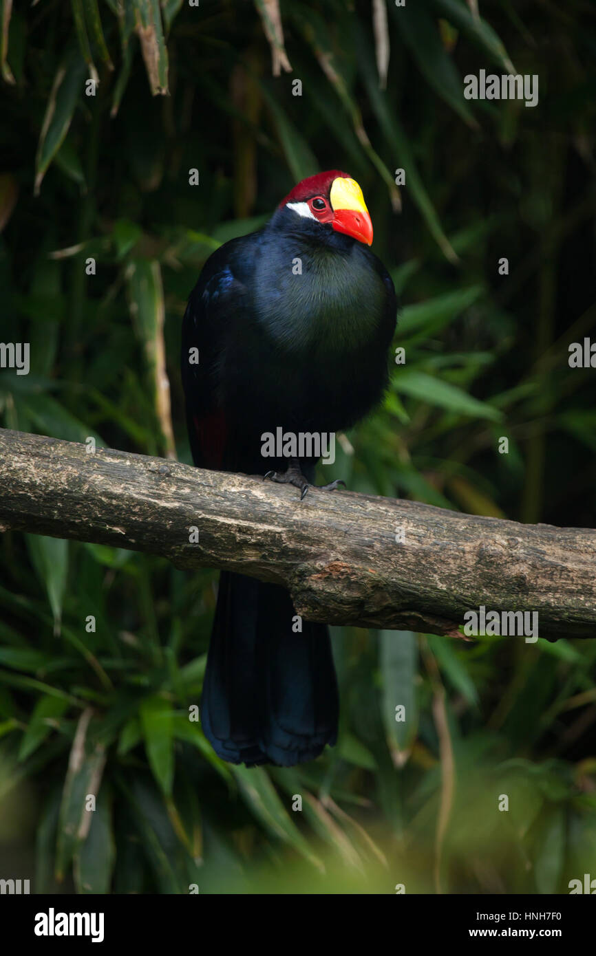 Violet turaco (Musophaga violacea), also known as the violaceous plantain eater. Stock Photo