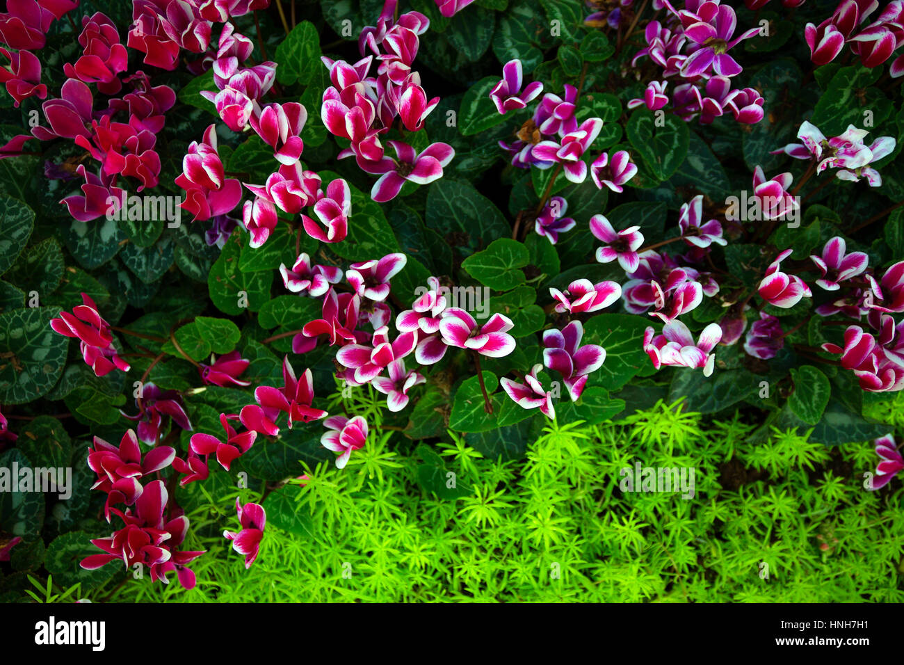 nature spring background pink cyclamen flowers surrounded by green leaves and greenery sedum close up Stock Photo