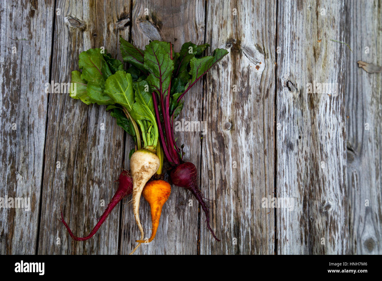 Red, orange and yellow beets vegetable bushel on a rustic wood farm