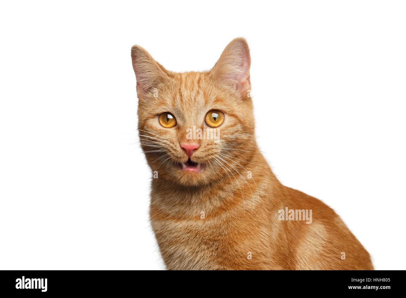 Portrait of Ginger Cat Open mouth on Isolated white background, side