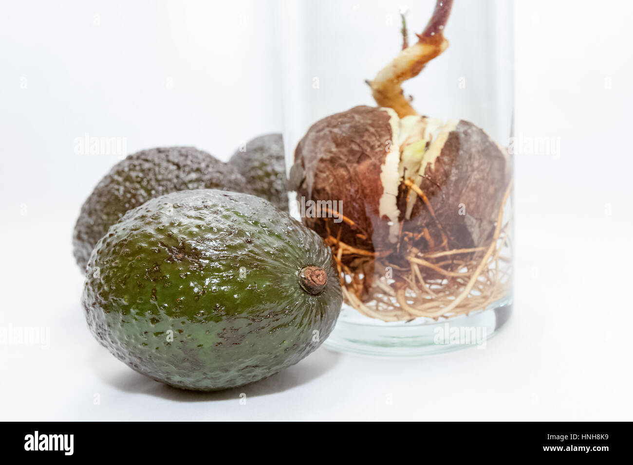Avocado roots hi-res stock photography and images - Alamy