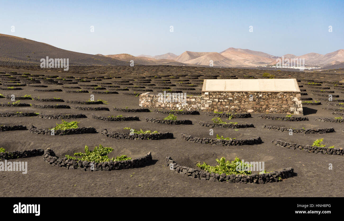 Lanzarote La Geria vineyard on black volcanic soil in Canary Islands Stock Photo