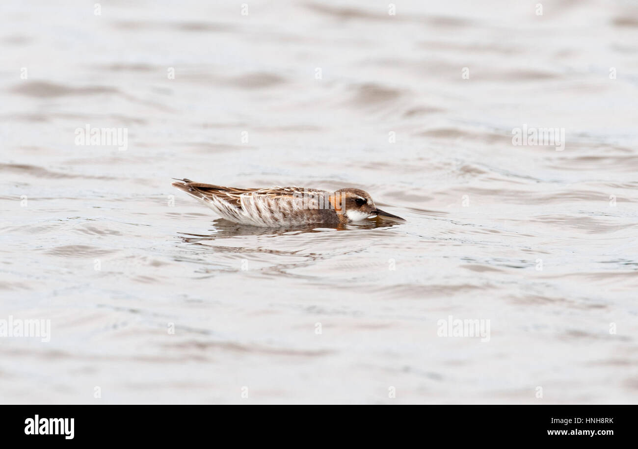 Red necked Phalarope (Phalaropus lobatus) 'hiding' on water surface from passing gull. Stock Photo