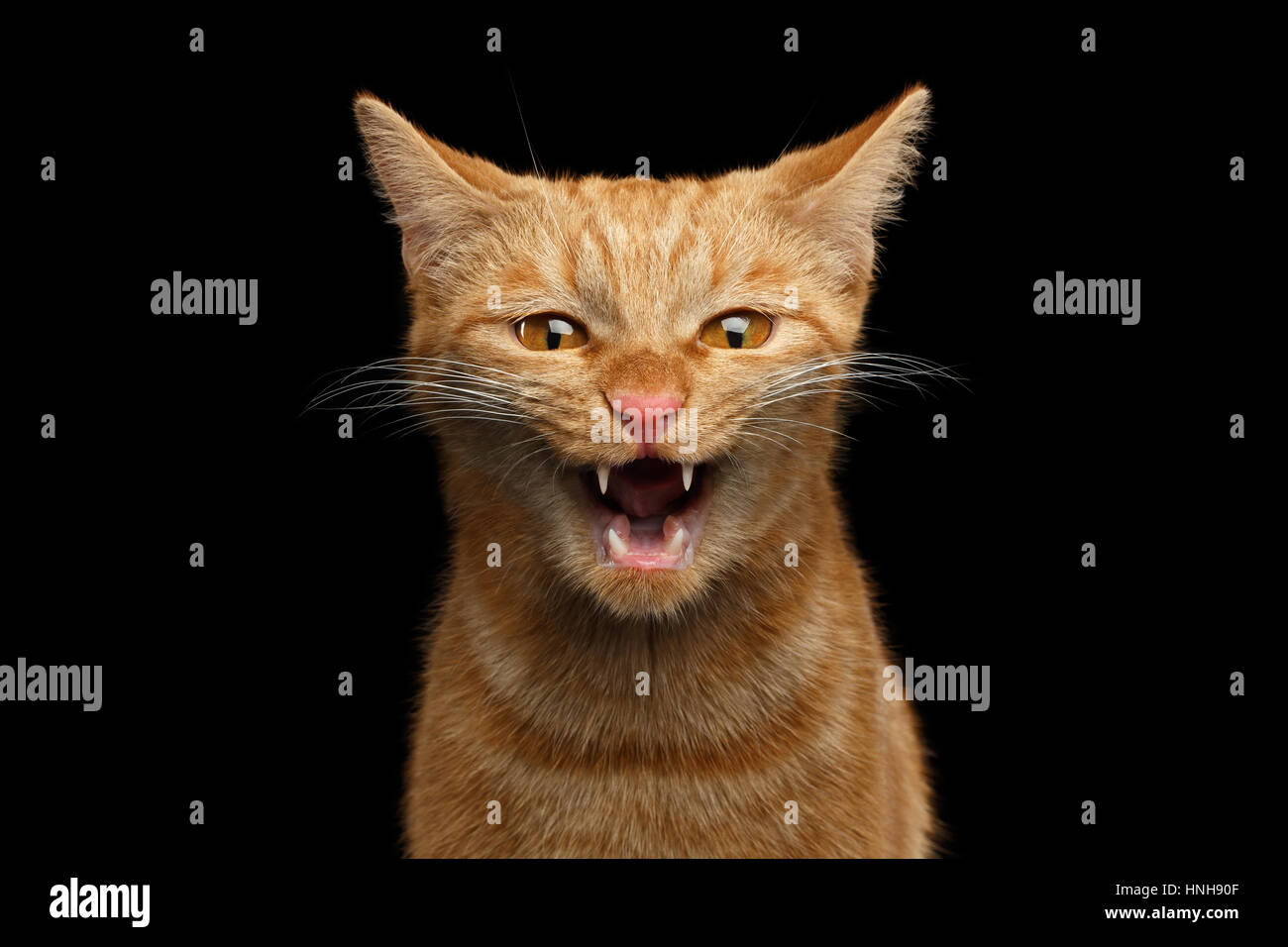 Hiss hires stock photography and images Alamy
