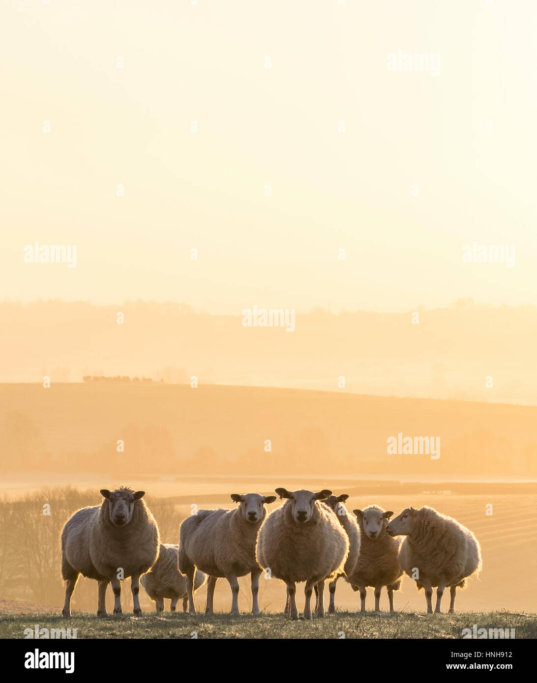 Group of sheep at Sunrise Stock Photo