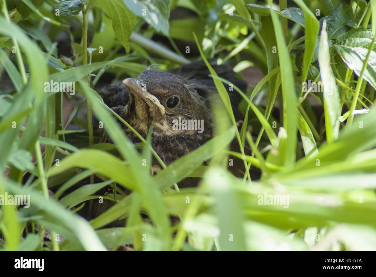 Chick blackbird Bird Stock Photo - Alamy