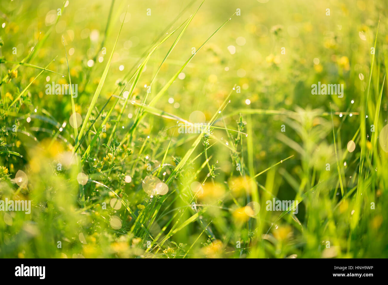 Morning landscape sunrise in the meadow, on the grass and flowers of ...